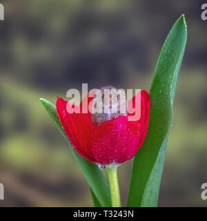 Harvest Mouse (Micromys minutus) seduti all'interno di un rosso tulip Foto Stock