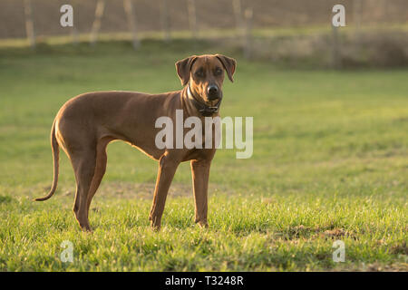 Orgogliosa Ridgeback rhodesiano cane è in piedi su un prato verde contro sfondo sfocato è un guardare avanti Foto Stock
