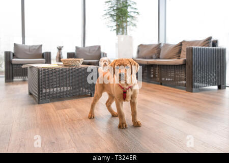 Grazioso cucciolo di Labrador in sala di attesa di una moderna pratica veterinaria Foto Stock