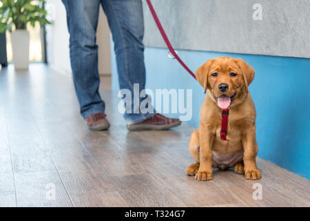 Grazioso cucciolo di Labrador con il suo padrone al guinzaglio presso la reception di una moderna pratica veterinaria Foto Stock