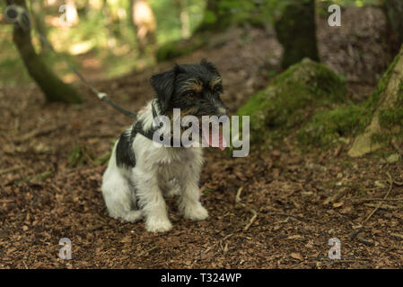 Piccolo, grazioso Jack Russell Terrier cane nella foresta Foto Stock