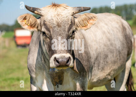 Charolais cow ritratto. animali su un verde prato Foto Stock