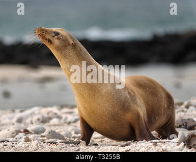 Sud America, Ecuador Isole Galapagos, Genovesa Island, Galapagos Sea Lion, Zalophus wollebaeki Foto Stock