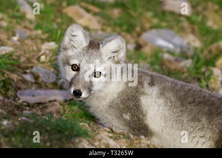 Arctic Fox in colori estivi, Vulpes lagopus, Spitsbergen, Oceano Artico, Norvegia Foto Stock
