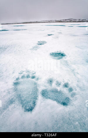 Footprint di Orso Polare, Ursus maritimus, Spitsbergen, Oceano Artico, Norvegia Foto Stock