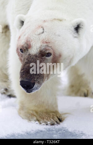 Orso polare, Ursus maritimus, Spitsbergen, Oceano Artico, Norvegia Foto Stock