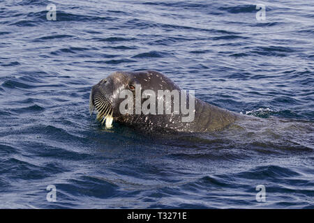 Atlantic tricheco, Odobenus rosmarus, Spitsbergen, Oceano Artico, Norvegia Foto Stock