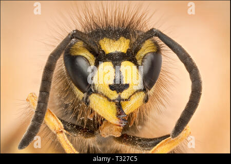 Vespula vulgaris, common wasp, ritratto vista di testa Foto Stock