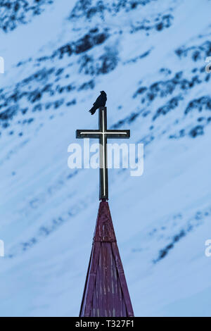 Raven comune, Corvus corax, su una croce illuminata sulla cima di un campanile in Flateyri, Islanda Foto Stock