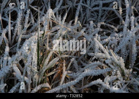 Erba del campo coperto con cristalli di ghiaccio illuminata dal sole, la profondità di campo Foto Stock