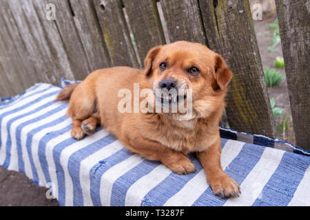 Fattoria di cute cane con breve marrone capelli e naso nero seduto sul tappeto e grinning. Foto Stock