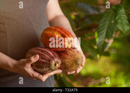 Fattoria di cacao concetto. Materie cioccolato frutti in mani Foto Stock