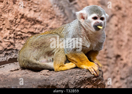 Carino Scimmia di scoiattolo Saimiri sciureus . Funny monkey Foto Stock