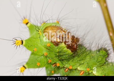 Luna Indiana moth caterpillar Foto Stock