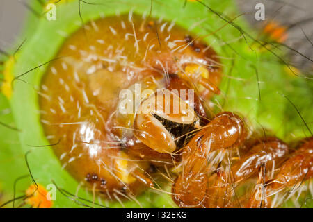 Luna Indiana moth caterpillar Foto Stock