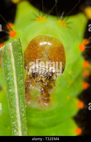 Luna Indiana moth caterpillar Foto Stock