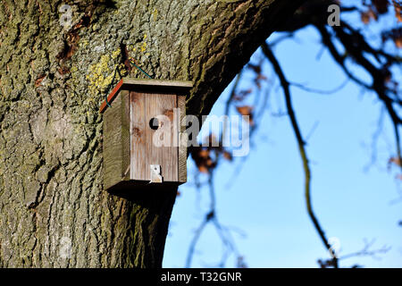 Scatola di nidificazione in un albero, Nistkasten un einem Baum Foto Stock