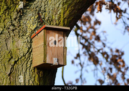 Scatola di nidificazione in un albero, Nistkasten un einem Baum Foto Stock