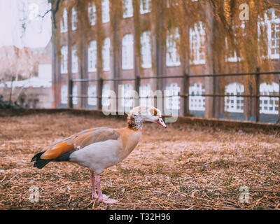 Strade di Norwich Foto Stock