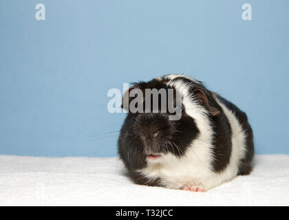 Ritratto di un nero e colorato di bianco di cavia. Nella società occidentale, la nazionale guinea pig ha goduto di una grande popolarità come un animale domestico, un Foto Stock