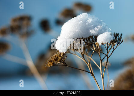Fiori secchi con un cappuccio di neve. Umore invernale Foto Stock