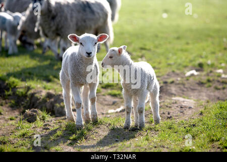 Agnelli con la madre in Yorkshire Dales, Englend Foto Stock