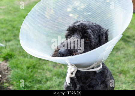 Cane nero indossando Elizabethan collare. Foto Stock
