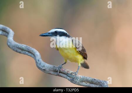 Grande Kiskadee (Pitangus sulfuratus) nel Pantanal in Brasile Foto Stock