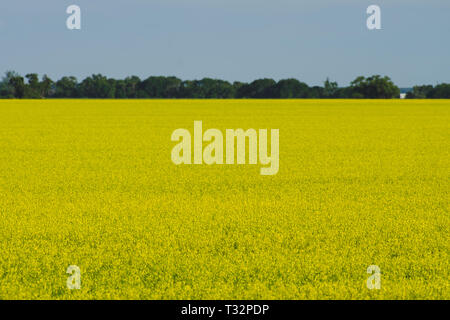 Vivace giallo Canola Field in Manitoba Foto Stock