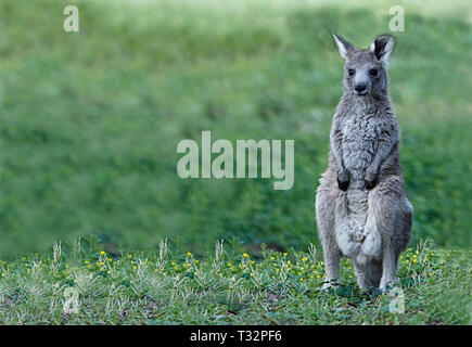 Kangaroo su di lui l'erba Foto Stock