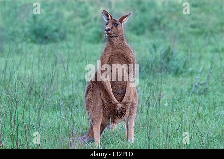 Grande canguro , Australia Foto Stock