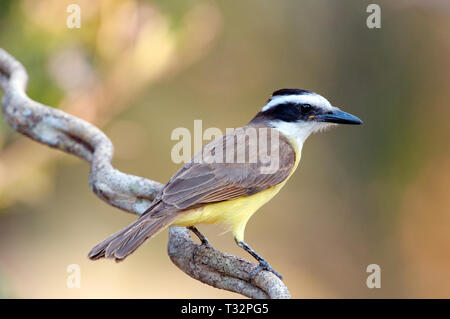 Grande Kiskadee (Pitangus sulfuratus) nel Pantanal in Brasile Foto Stock