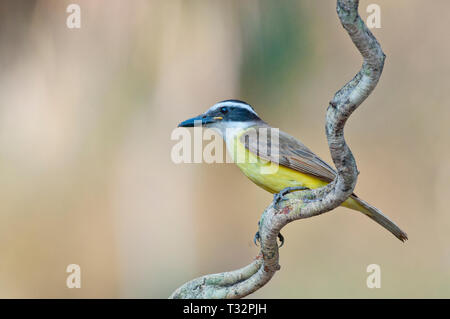 Grande Kiskadee (Pitangus sulfuratus) nel Pantanal in Brasile Foto Stock