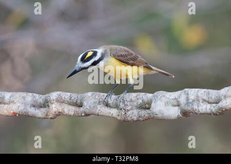 Grande Kiskadee (Pitangus sulfuratus) nel Pantanal in Brasile Foto Stock