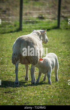 Biberon Per Capra E Agnello Con Capezzolo Morbido, Capacità 800 Ml, Fondo Rimovibile Per Pulizia Facile – Alimentazione Sospendibile Per Piccoli Animali