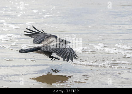 Cornacchia grigia con ali larghe vola basso lungo il Mar Baltico shore Foto Stock