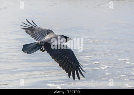 Cornacchia grigia con ali larghe vola basso lungo il Mar Baltico shore Foto Stock