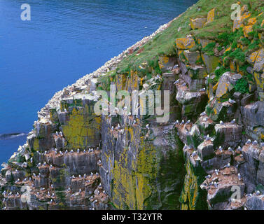 Canada, Terranova, Cape Santa Maria della riserva ecologica, zampe nere kittiwakes e northern sule nidi su ripide scogliere. Foto Stock