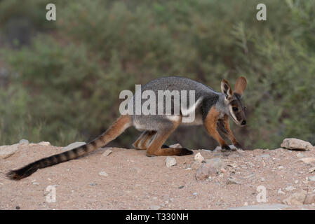 Giallo footed rock wallaby, Arkaroola, SA, Australia. Foto Stock