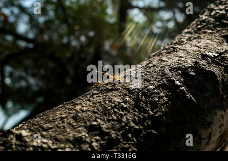 Tessitore unico ant su un albero Foto Stock