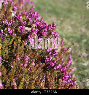 Violaceo rosa fiori di lavanda fotografato in Nyon, Svizzera durante una soleggiata giornata di primavera. Bellissimi fiori con colori sorprendenti. Primo piano immagine. Foto Stock