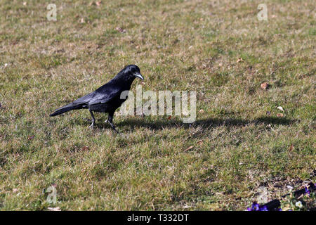 Raven Black Bird camminando su un campo erboso a Nyon, Svizzera. Nella foto potete vedere l'uccello, la sua ombra, erba e una passerella fatta di asfalto. Foto Stock