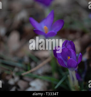 Due crochi viola nella parte anteriore del fondo sfocato Foto Stock