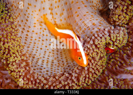 Arancione (Anemonefish Amphiprion sandaracinos), Indonesia Foto Stock