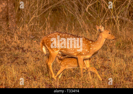 Giovani indiani Gaur a kabini area forestale Foto Stock