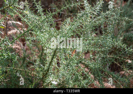 Ulex Europaeus. Fresca gorse comune sulla foresta Foto Stock