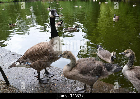 Le oche sul lago del Parco di Christchurch, Ipswich, Suffolk, Regno Unito Foto Stock