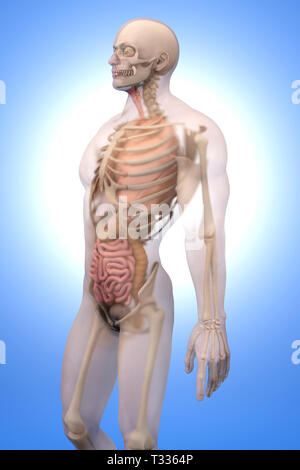 La visualizzazione 3D di anatomia umana. Gli organi interni in un semi trasparente corpo maschio. Foto Stock