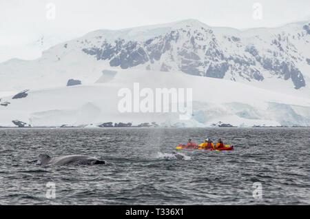 Humpback Whale, Megaptera novaeangliae, alimentando vicino Anvord Isola, Graham Land, Antartico peninsulare con turisti in kayak da mare da una spedizione c Foto Stock