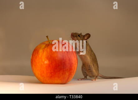 Mouse e Apple Foto Stock